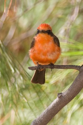 Vermillion Flycatcher