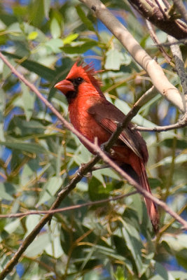 Northern Cardinal