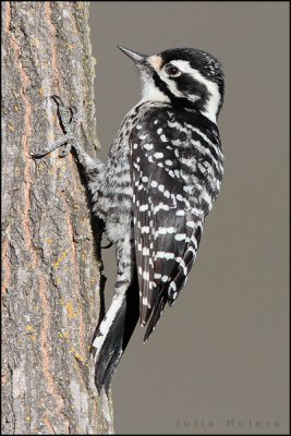 Nuttal's Woodpecker (female)