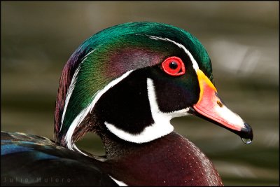 Wood Duck