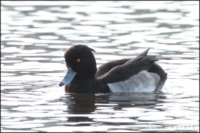 Tufted Duck