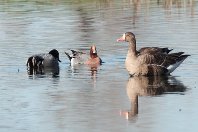 Eurasian Wigeon and Falcated Duck