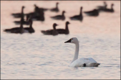 Tundra Swan