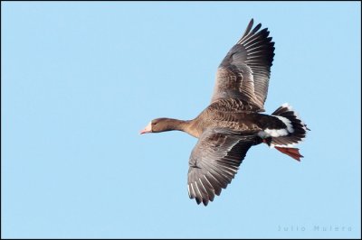 Greater White-fronted Goose