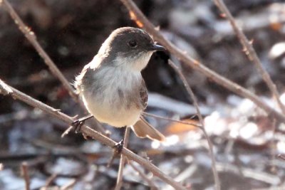Eastern Phoebe