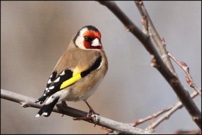 Eurasian Goldfinch