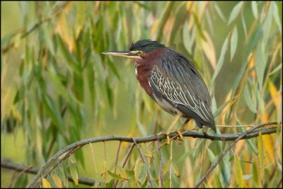 Green Heron