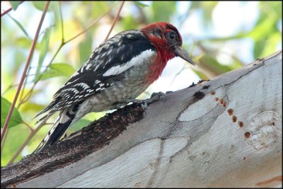 Red-breasted Sapsucker