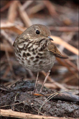 Hermit Thrush