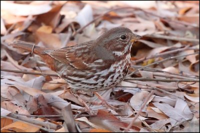 Fox Sparrow