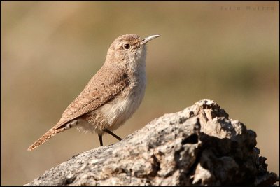 Rock Wren