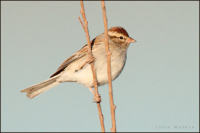 Chipping Sparrow