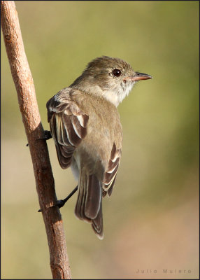 Caribbean Elainea