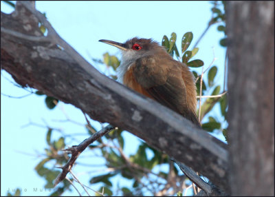 Puerto Rican Lizard-Cuckoo