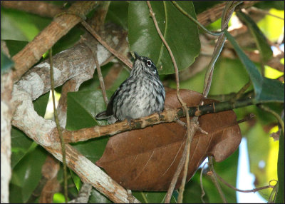 Elfin-woods Warbler