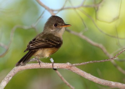 Lesser Antillean Pewee