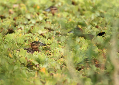 Masked Duck