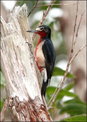 Puerto Rican Woodpecker