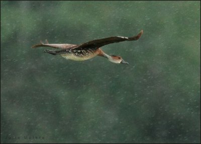 West Indian Whistling-Duck