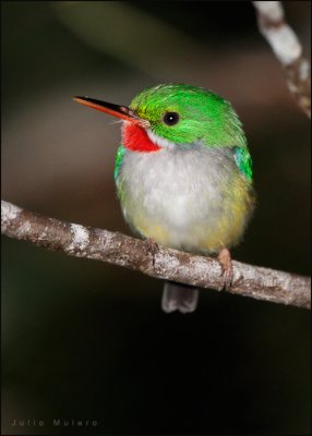 Puerto Rican Tody