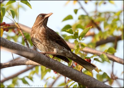 Pearly-eyed Thrasher