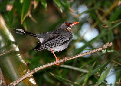 Red-legged Thrush