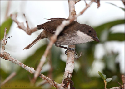 Puerto Rican Tanager