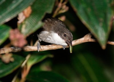 Puerto Rican Tanager