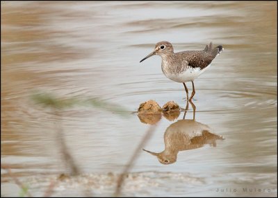 Solitary Sandpiper