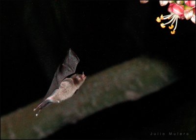 Bats of Puerto Rico