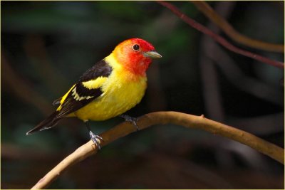 Western Tanager