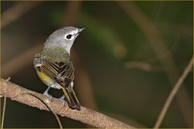 Cassin's Vireo