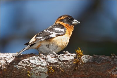 Black-headed Grosbeak