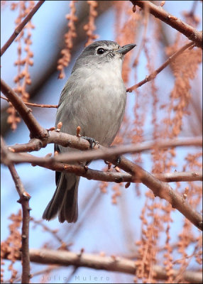 Plumbeous Vireo