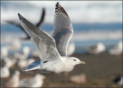 Iceland Gull (formerly known as Thayer's Gull)
