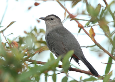 Gray Catbird