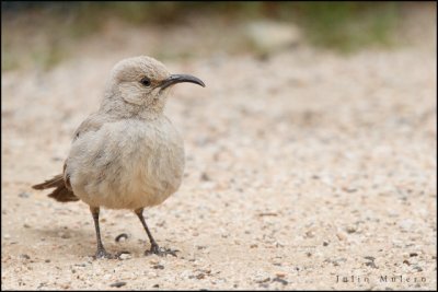 Le Conte's Thrasher