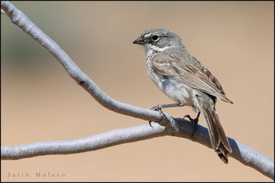 Bell's Sparrow