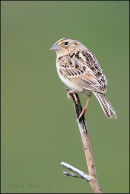 Grasshopper Sparrow