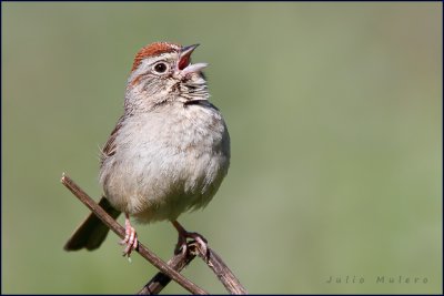 Rufous-crowned Sparrow