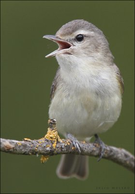 Warbling Vireo