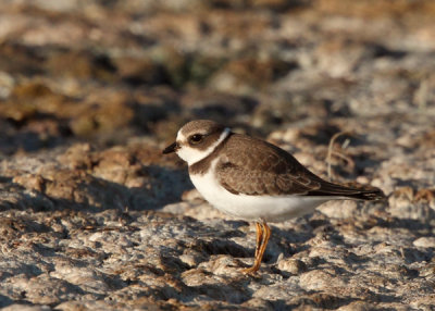 Semipalmated Plover