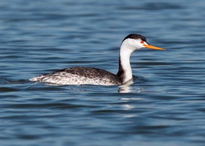Clark's Grebe
