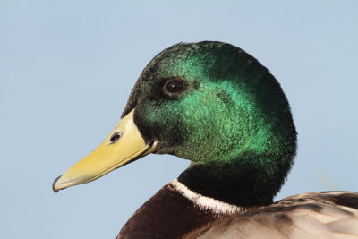 Mallard