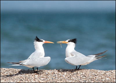 Elegant Tern