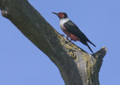 Lewis's Woodpecker