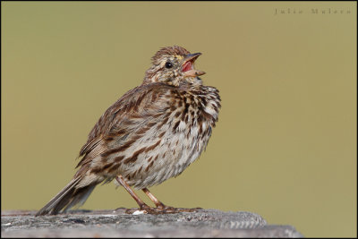 Belding's (Savannah) Sparrow