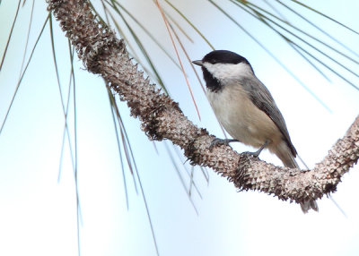 Carolina Chickadee