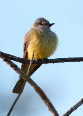 Western Kingbird