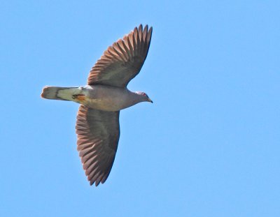 Band-tailed Pigeon